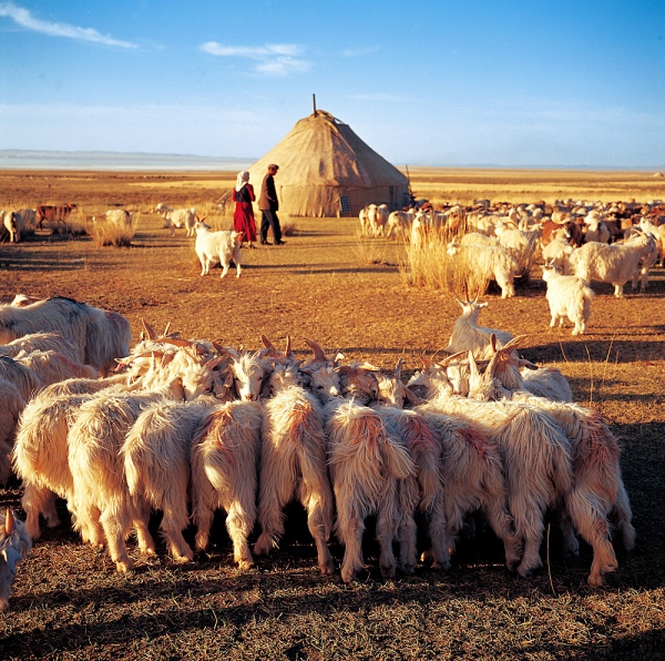  The Plain Of Balikun Town In Sinkiang,Kazak Herdsmen And Their Sheep